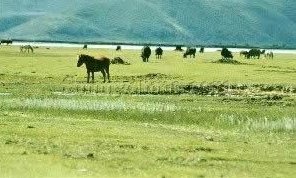 大理花甸坝