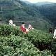 兴宁黄蜂窝茶山旅游区天气